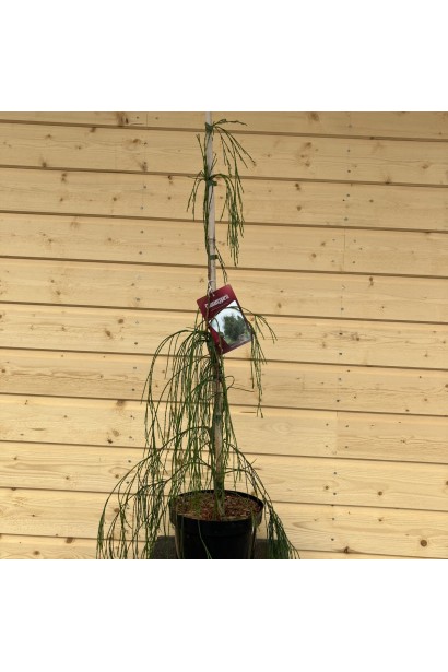 Саджанець Кипарисовика Лавсона Імбріката Пендула в контейнері